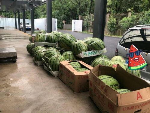 上海现场直播吃瓜,带你领略城市烟火气