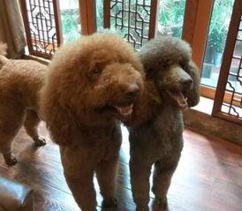 女明星最大泰迪,揭秘女明星的时尚宠儿