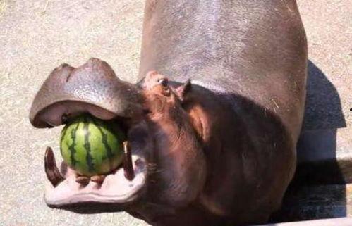 河马吃瓜真的解压,揭秘动物界的解压奇招