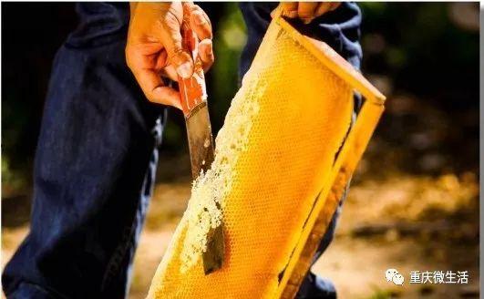 网红蜂农兄弟,从田间地头走出的网红，用甜蜜事业传递生活正能量