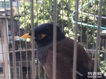 海南八哥爆料视频