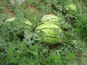 卡梦吃瓜,揭秘娱乐圈幕后故事