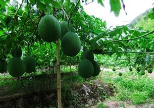 梦见吃吊瓜,探寻吊瓜的神秘寓意