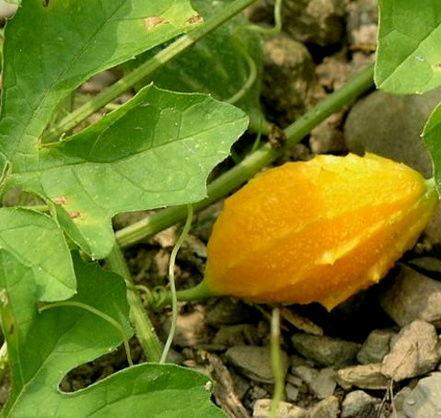 土瓜根怎么吃,土瓜根的多样食用方法与营养功效