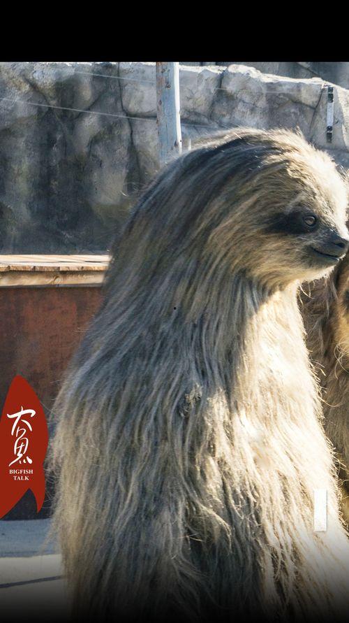 把网红化妆成动物,一场视觉与创意的奇幻之旅