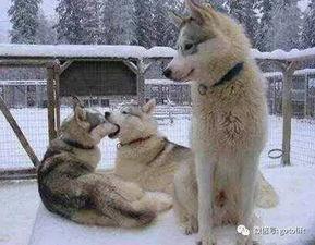 520单身狗吃瓜文案