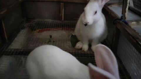 娱乐吃瓜小兔子视频大全,盘点热门视频大全