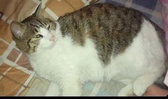 猫猫吃瓜娱乐圈