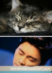 猫猫吃瓜娱乐圈